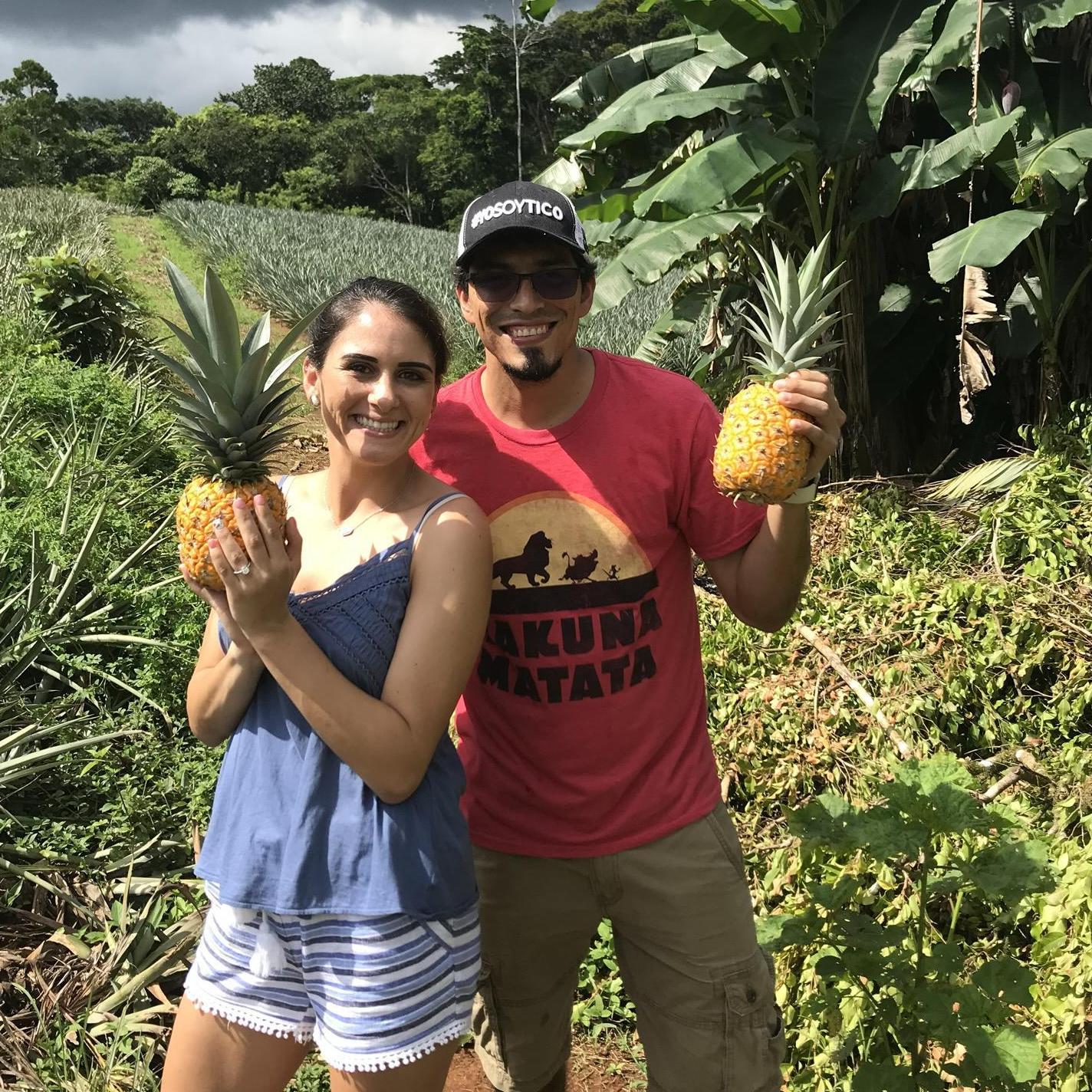 First pineapples picked off the family farm after engagement!