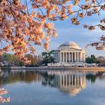 Visiting the Tidal Basin Cherry Blossoms!