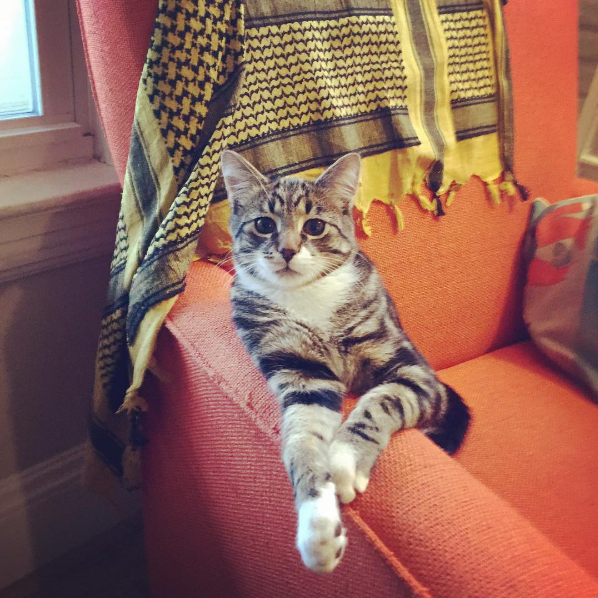 Our cat Charlie, who is 2! He is very sassy.