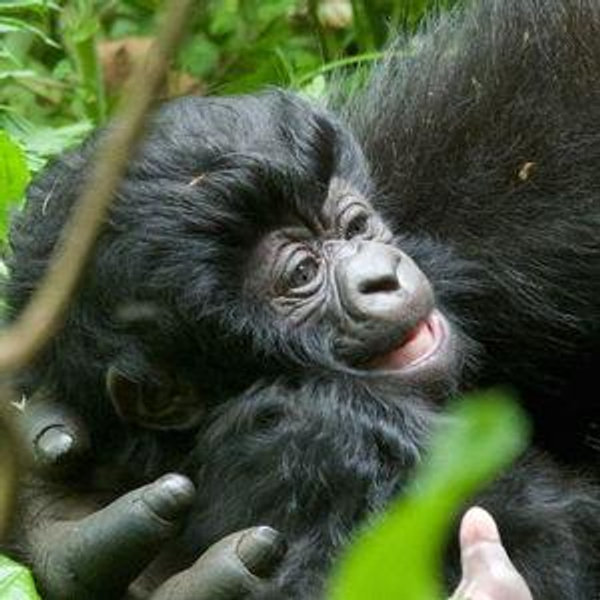Gorilla Trekking in Uganda