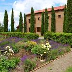 Alloro Vineyard