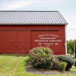 Sugarloaf Mountain Vineyard