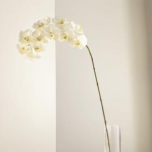 White Orchid Stem