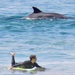 Surf Lessons