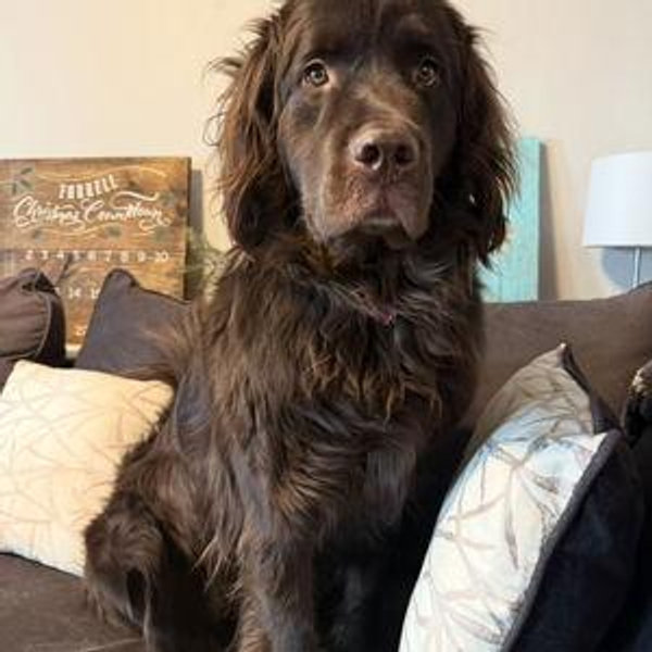 Leif (Dog) Sitting for weekend get-a-ways