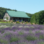 Deep Creek Lavender Farm