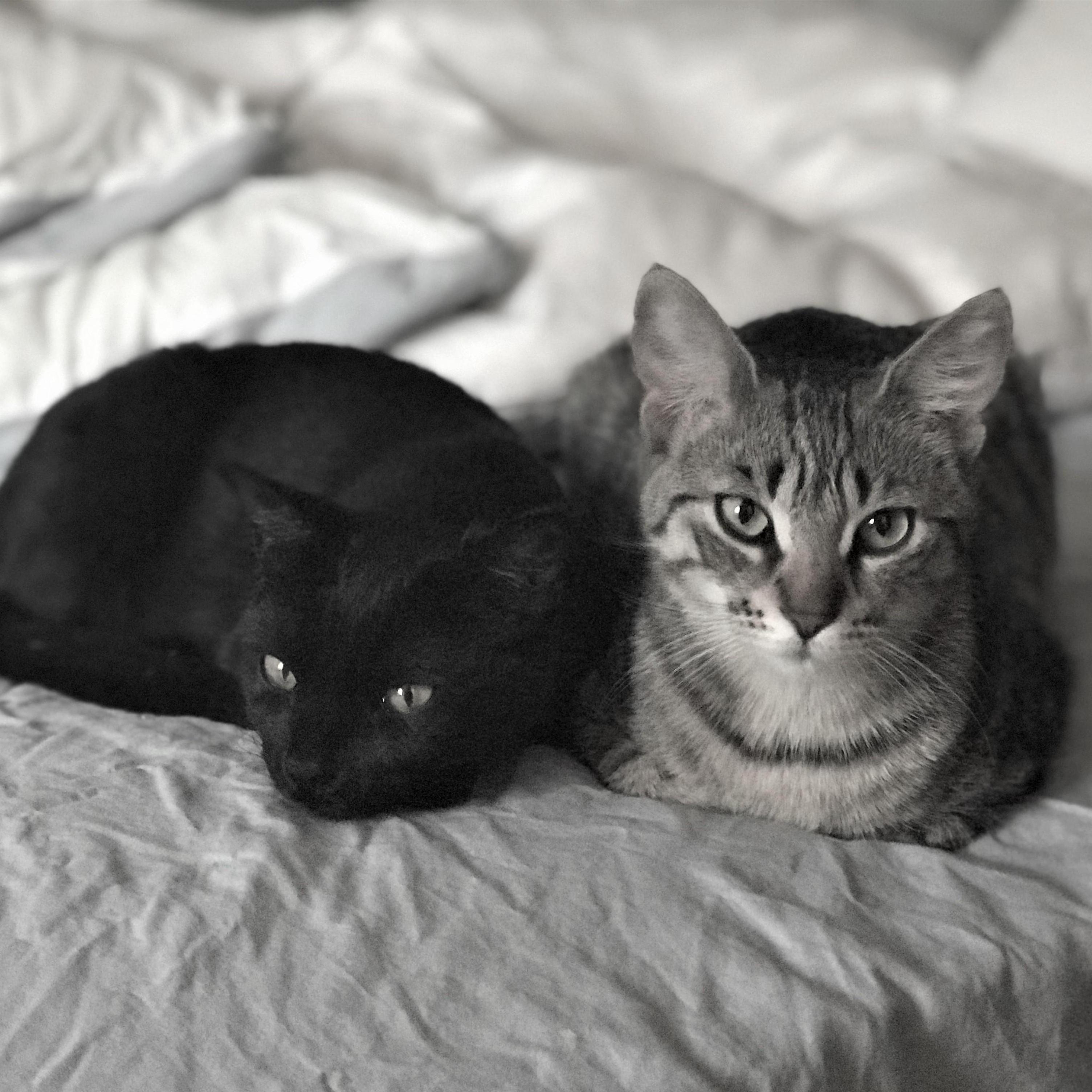 Our fur-babies, Bella and Lily.