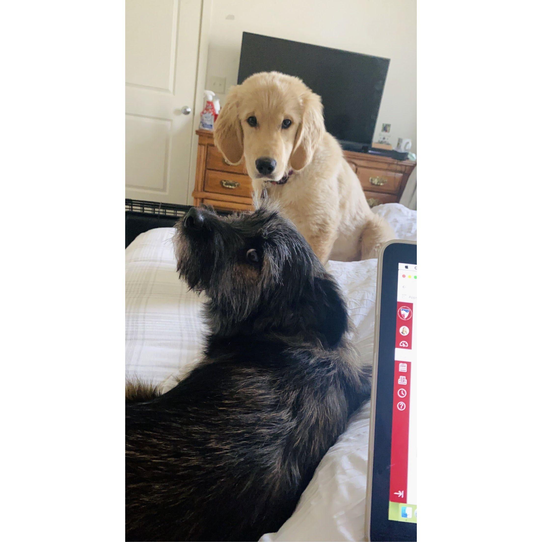 Darby & Winnie March 2021