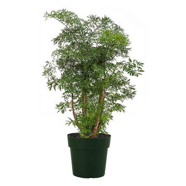 AMERICAN PLANT EXCHANGE Dwarf Ming Aralia Tree Indoor/Outdoor Air Purifier Live Plant, 6" Pot, Natural Bonsai Look