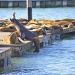 Pier 39