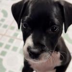 Visit PVAS and Adopt a Baby!