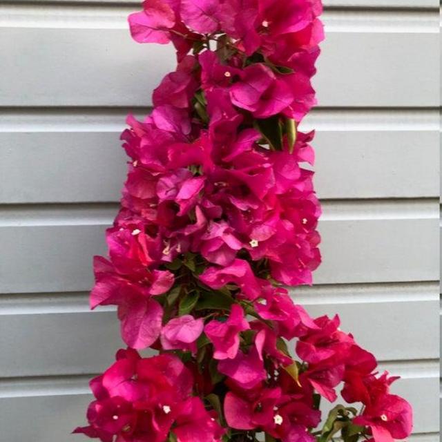 Bougainvillea, Barbara Karst