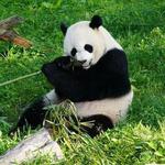 Smithsonian National Zoological Park