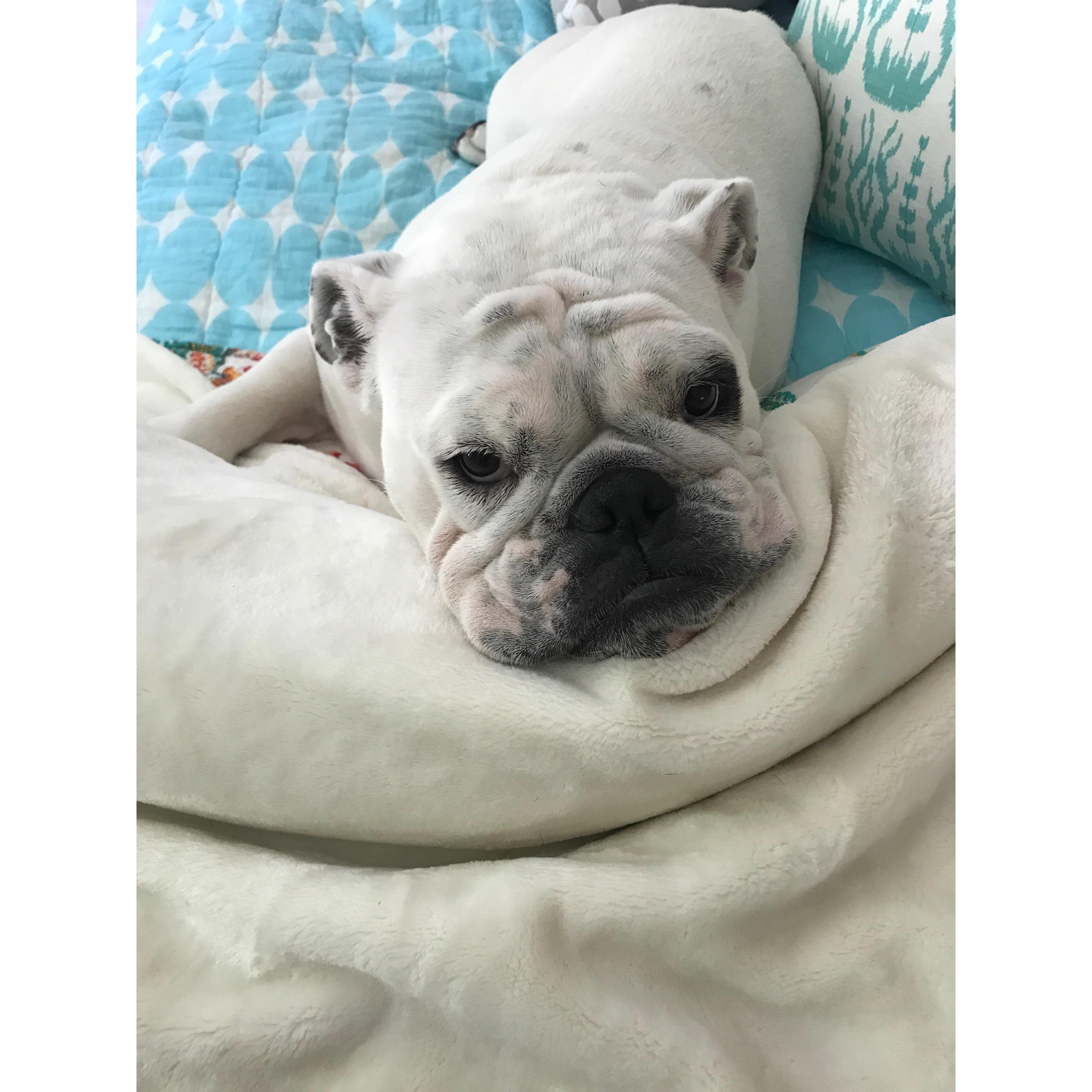 Dogmaid of Honor. Lu