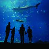 Georgia Aquarium
