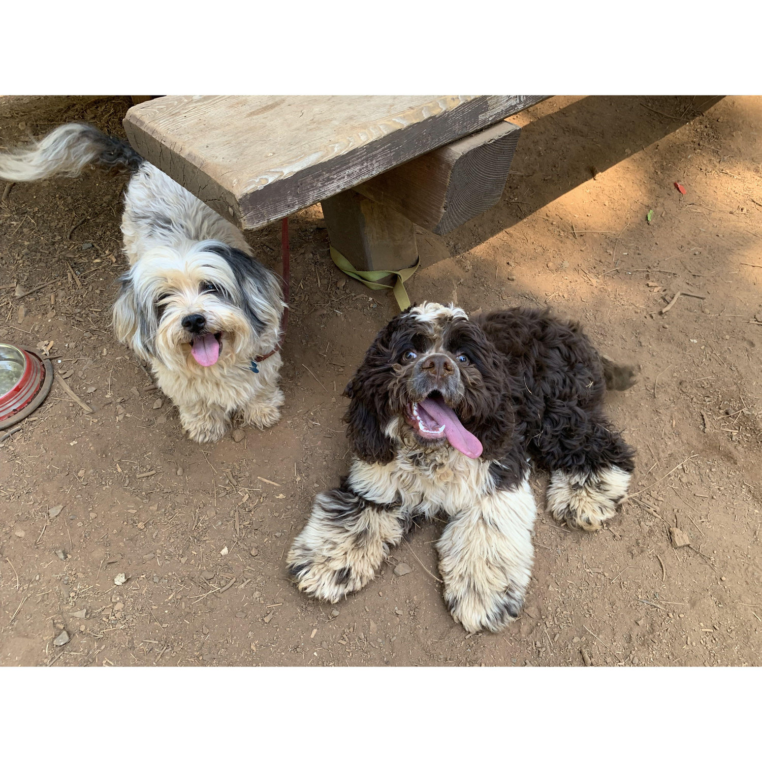 Murphy and Whiskey