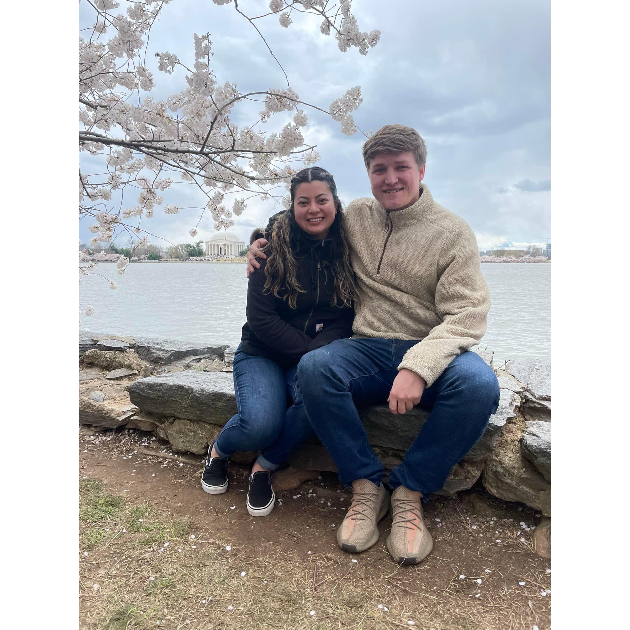 Cherry Blossoms in the Nation's capital