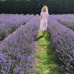 Waihi Lavender Farm