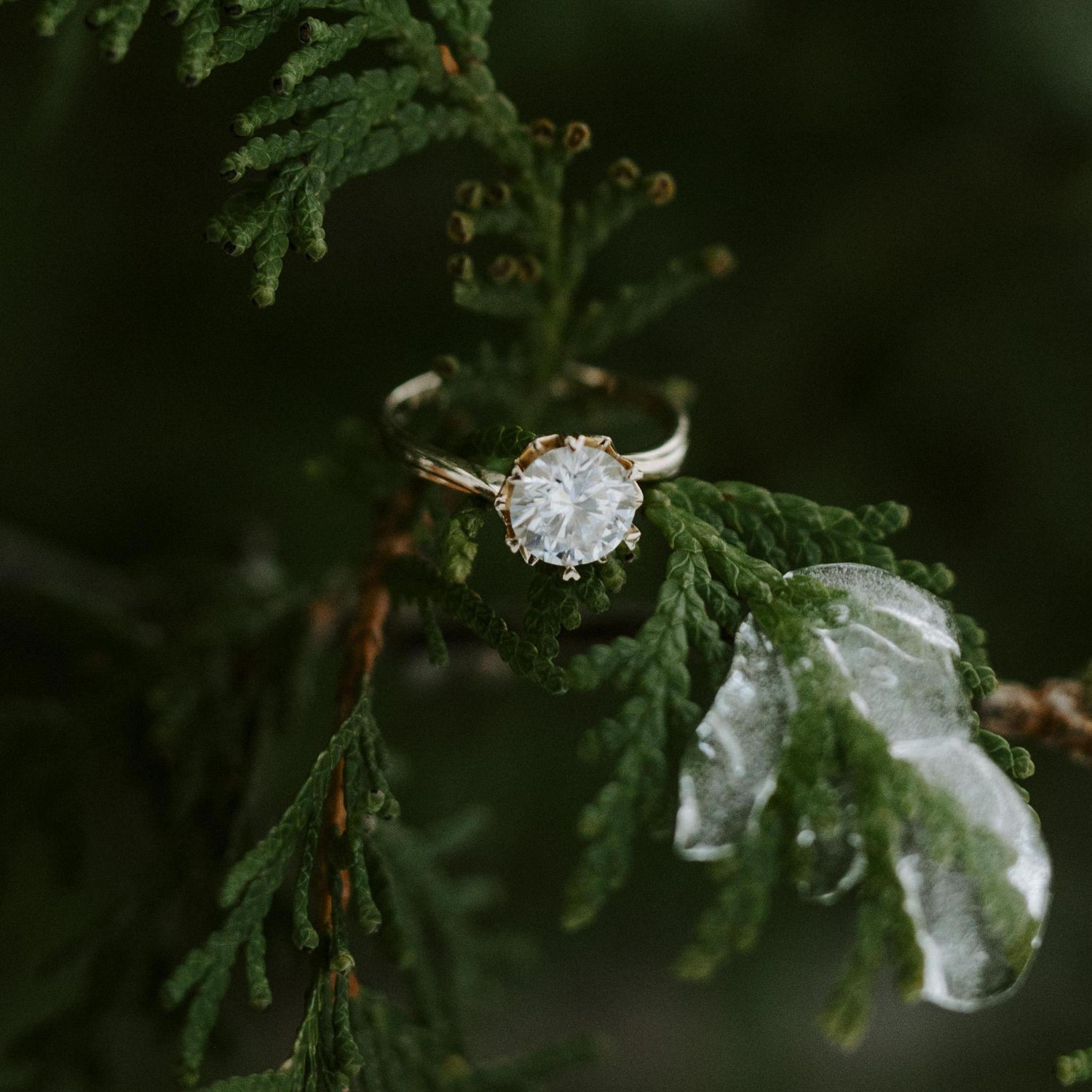 solo shot of the ring :)