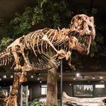 Museum of the Rockies
