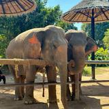 Hidden Forest Elephant Reserve