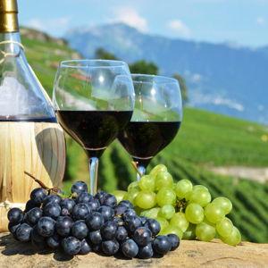 Wine Tasting in Tuscany