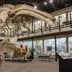 Museum of Osteology