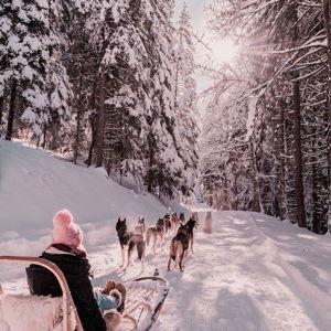 Honeymoon: Husky Sleigh Ride