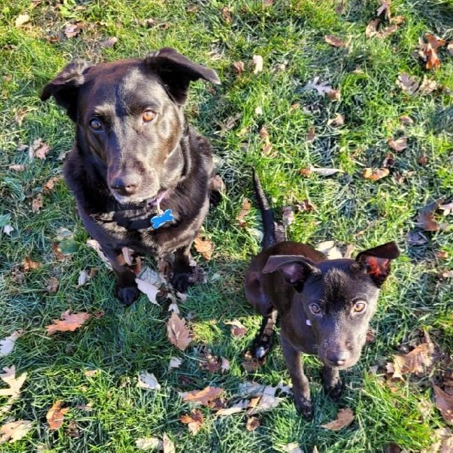 First time getting them to sit together! Toledo, Ohio 2022
