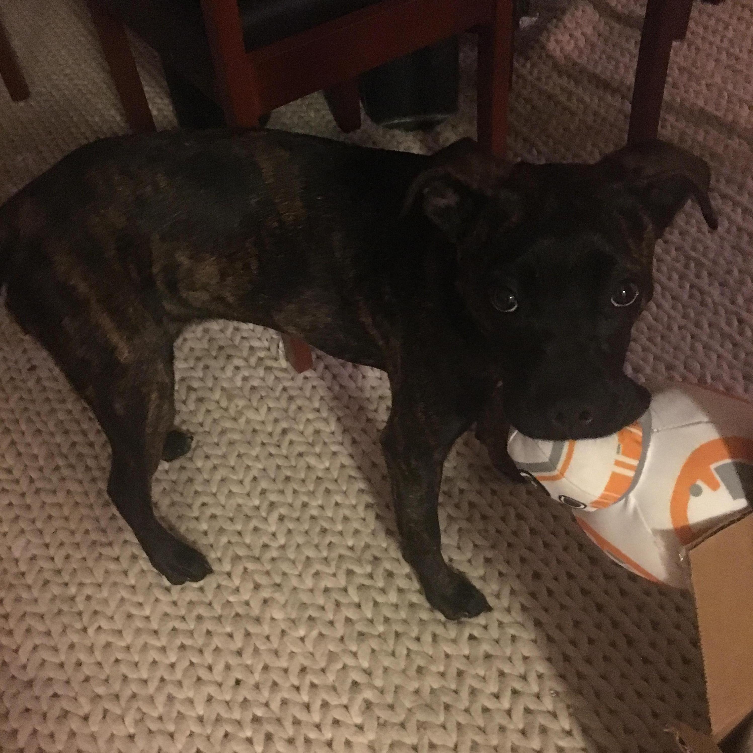 Our second fur baby, Sailor Lea