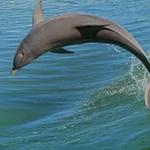 Pure Florida Dolphin watching on Double Sunshine