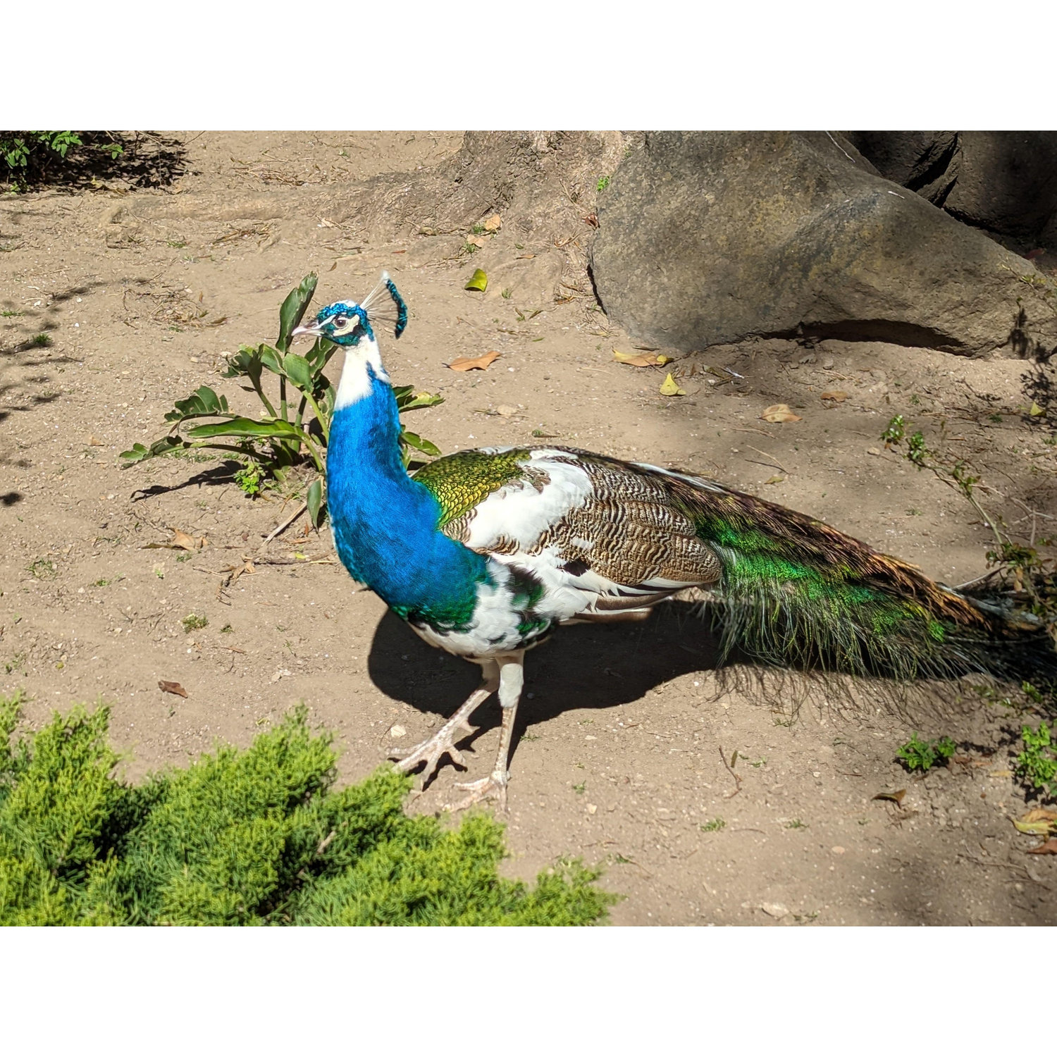 "I think we like birds more than most people."