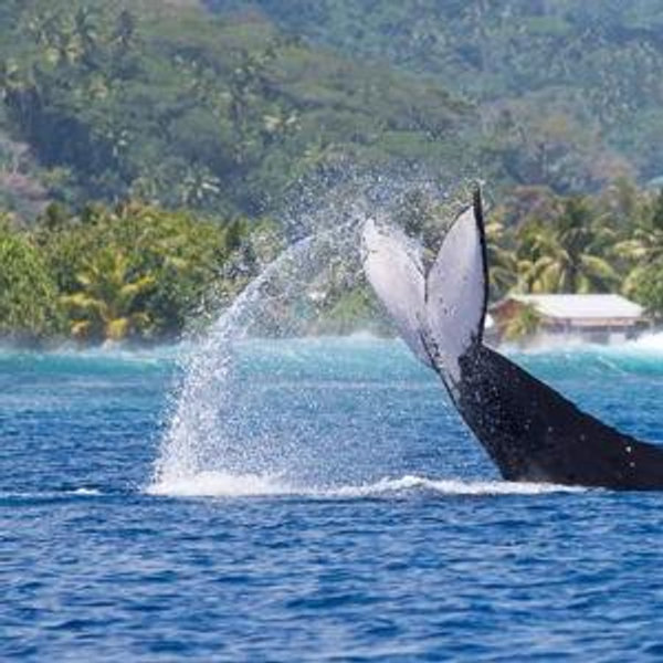 Whale Watching Tour for Two