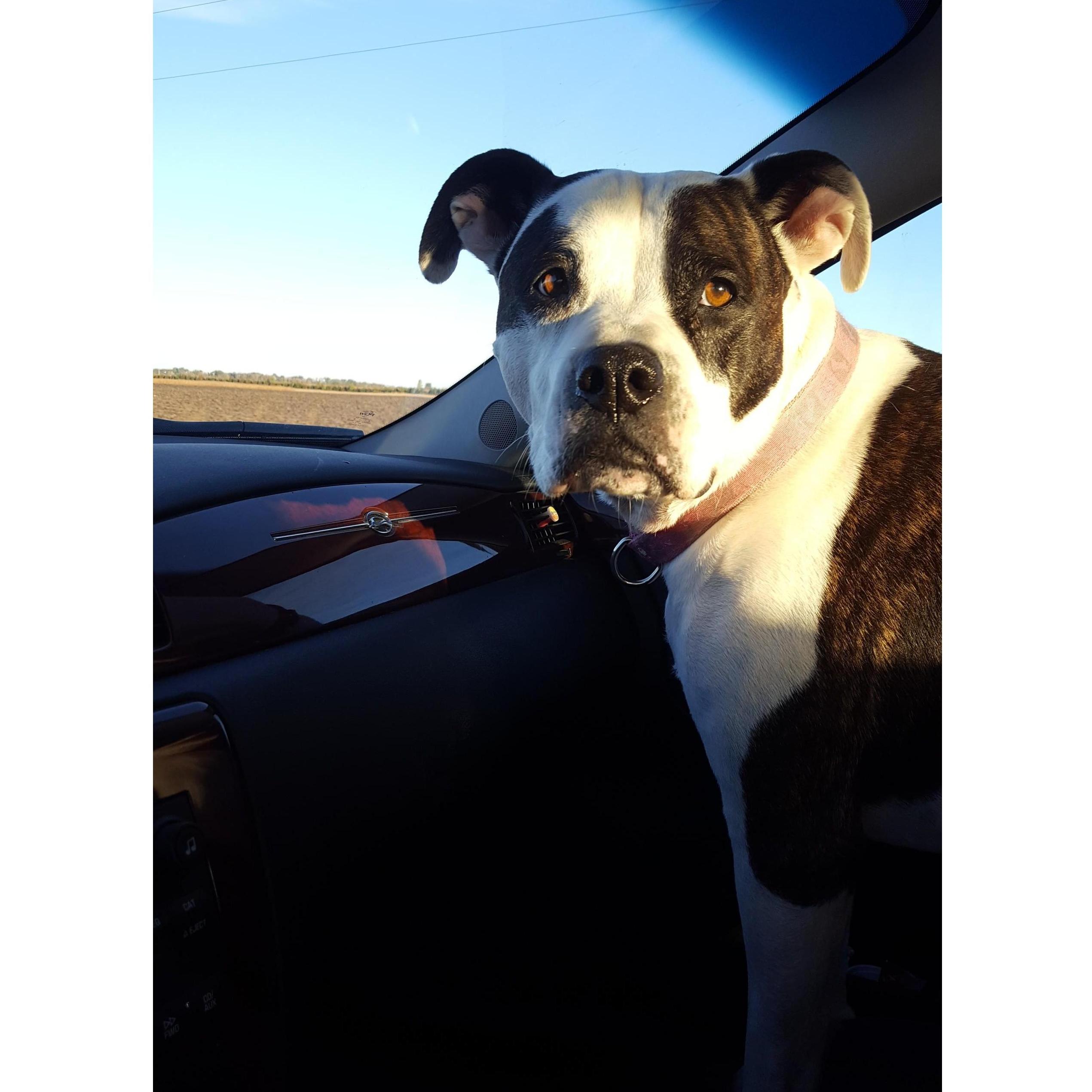 Izzy. She is Shawn's baby and loves car rides and chasing squirrels and catching coons.