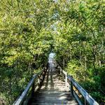 Go for a Stroll at Cape Charles Natural Area Preserve