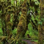 Olympic National Park
