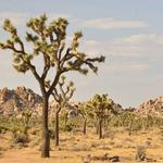Joshua Tree National Park