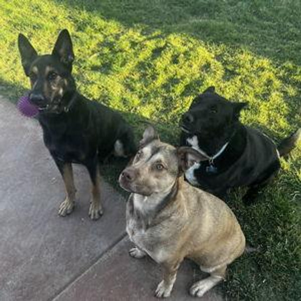 Pet Treats