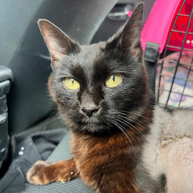 Our Cat Fund