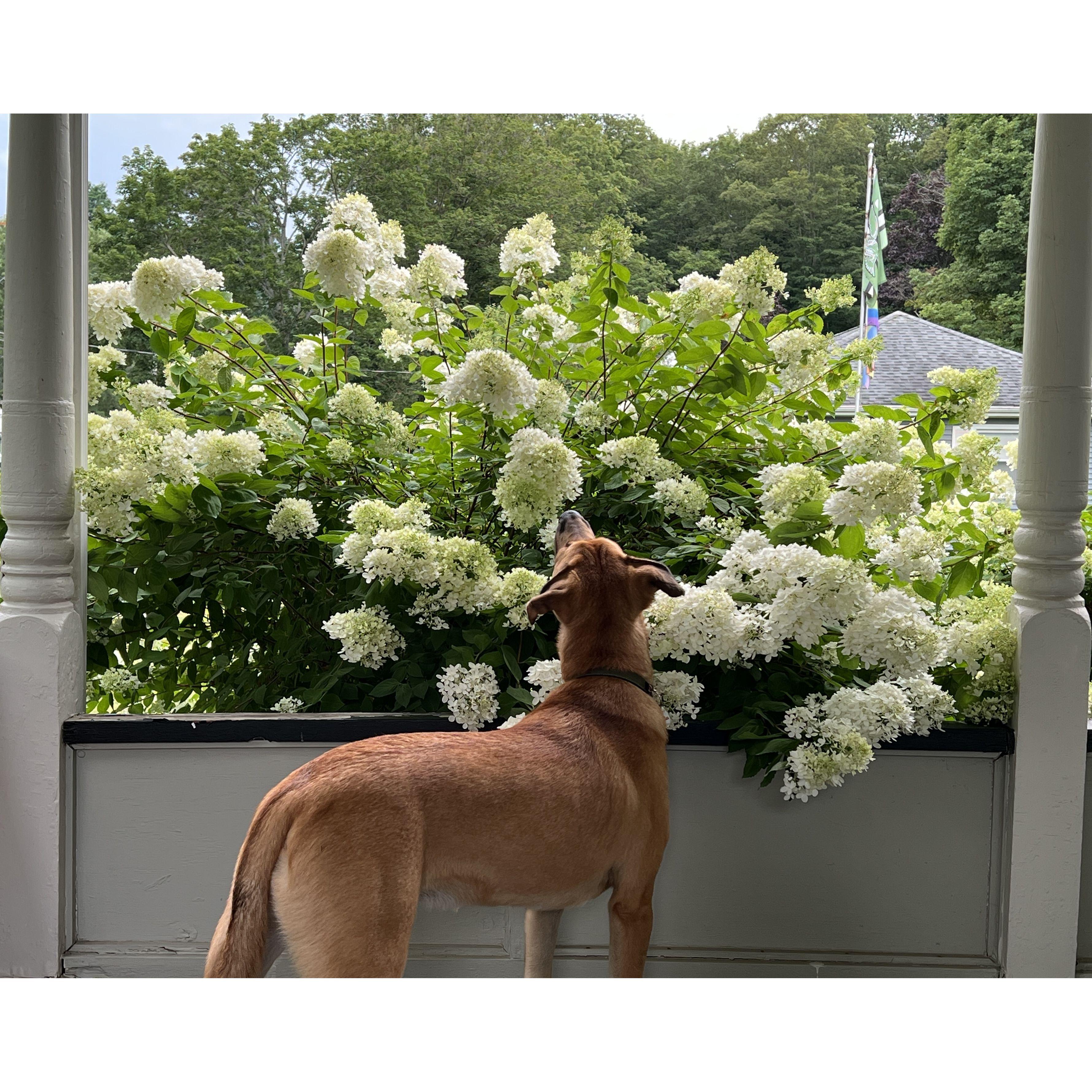 Phil really loves the hydrangeas