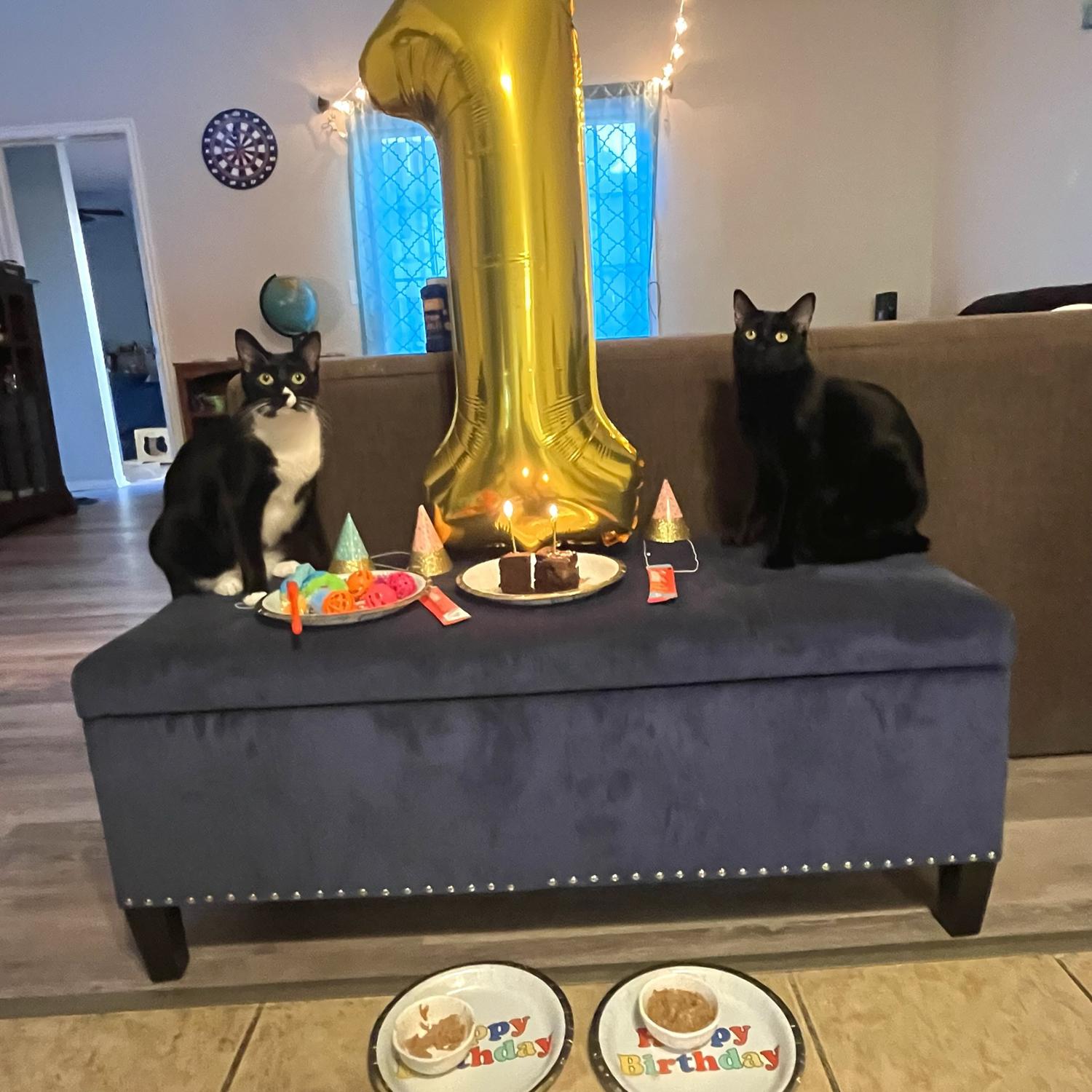 Furbabies 1st birthday! 🥳 1 August ‘23