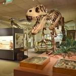 BYU Museum of Paleontology