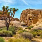 Explore | Joshua Tree National Park Visitor Center