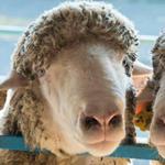 The NY Sheep and Wool Festival