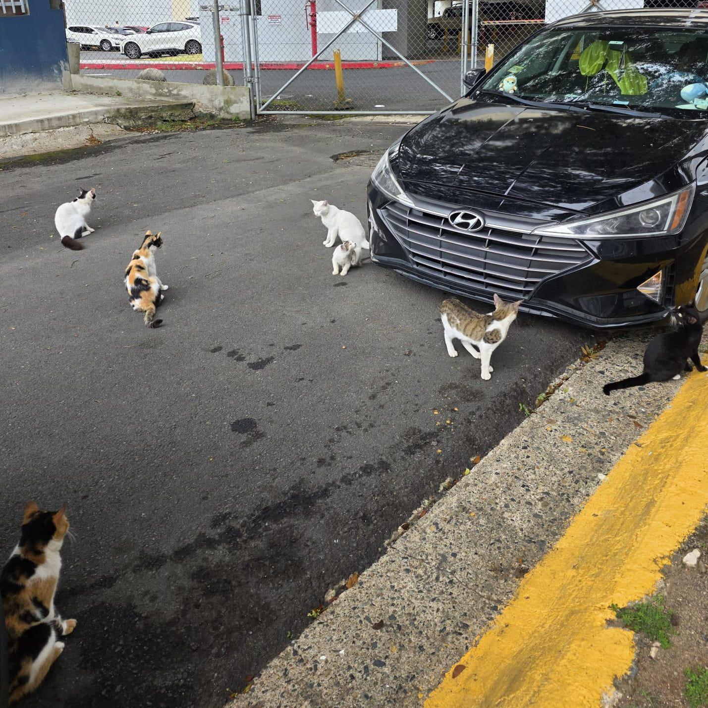 These Cats need a home! They’re all affectionate and looking for a loving home. If you have room in your heart for one (or more) of them, please let us know  we’ll even help with their food.
