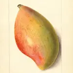 Mango Mangeaux: A Simply Panache Bistro