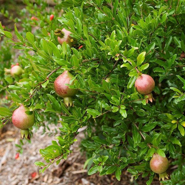 Dwarf Red Pomegranate Tree