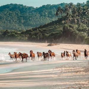 Honeymoon: horseback riding in Sumba