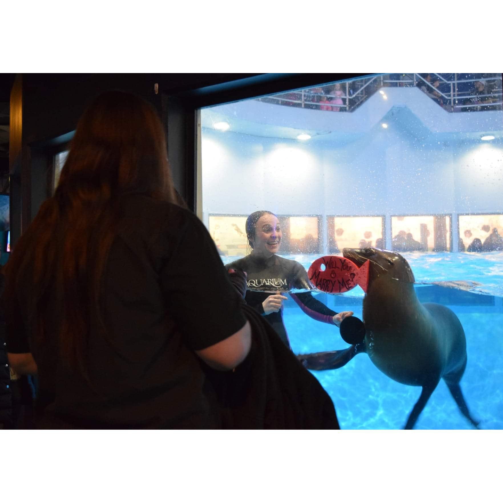 The Proposal š¤
ā”Location: Aquarium of Niagara
ā”Photographer: Melissa Rice, Aquarium of Niagara