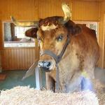 Old Ben - World's Largest Steer & Giant Sycamore Stump